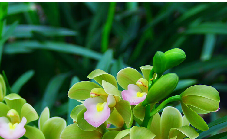 千貞蘭花【香蘭】建蘭四季蘭花盆栽花卉綠植鮮花客廳室內植物蘭草蘭花