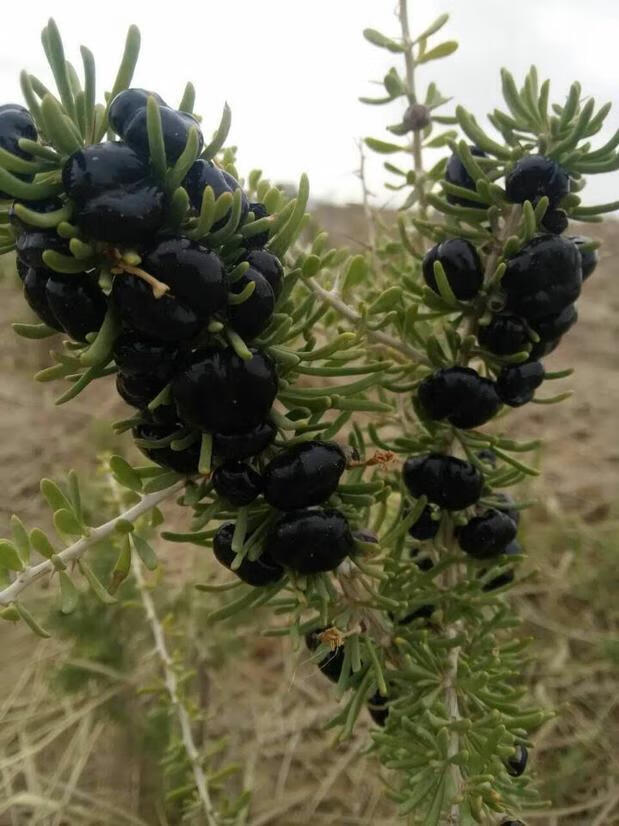 顺丰格尔木特级野生黑枸杞鲜果500g【图片 价格 品牌 报价】-京东