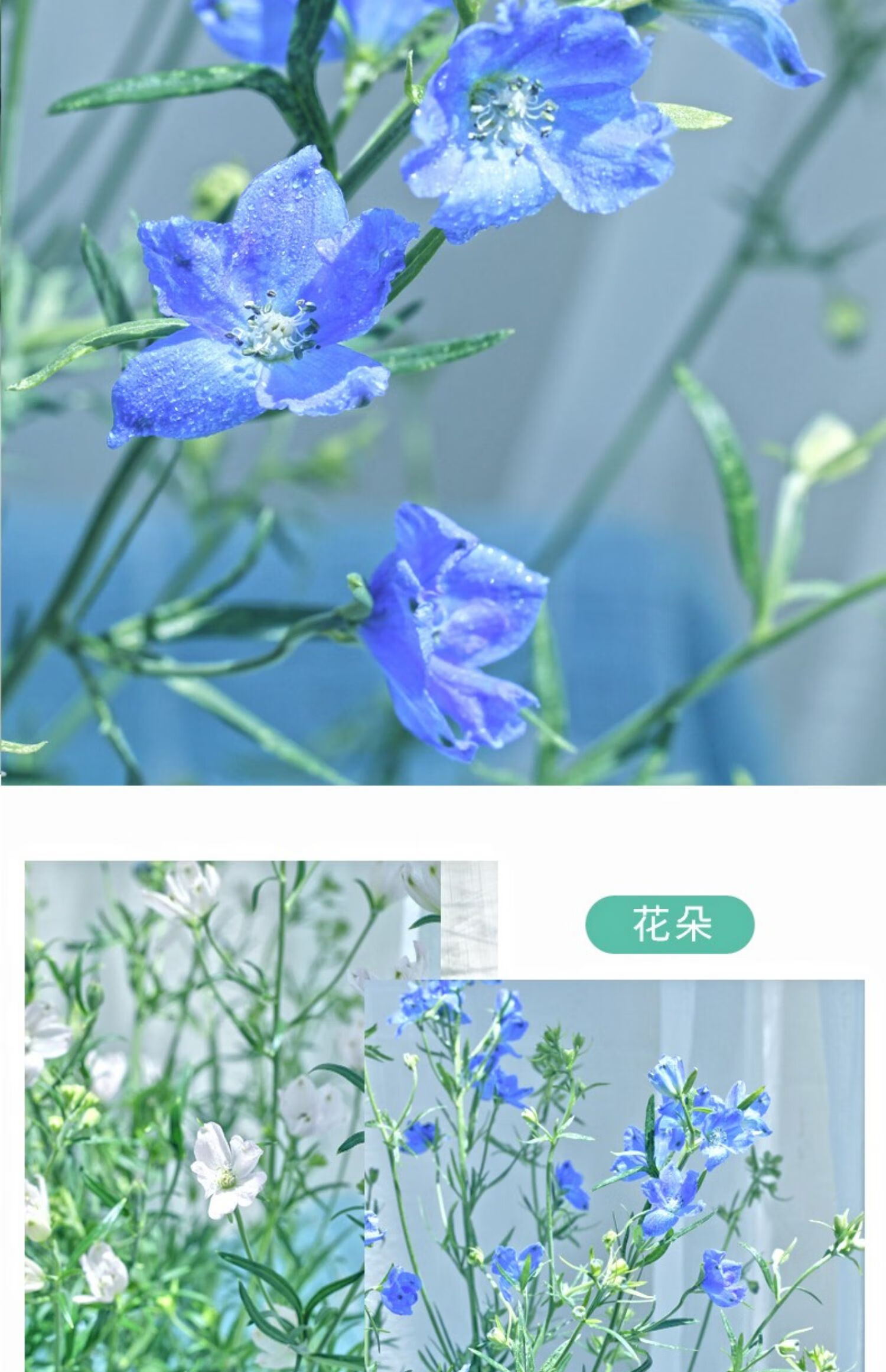 麦桑荷国产小飞燕鲜切水培植物白色淡粉色蓝色鲜花节日空运小飞燕60