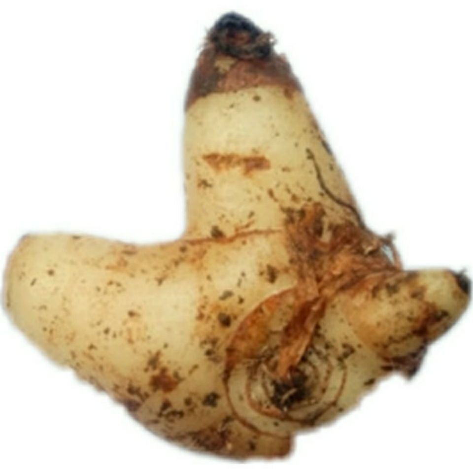 伟博野生白芨贵州 新鲜草药材白及野山小白鸡药用百级 干货500克