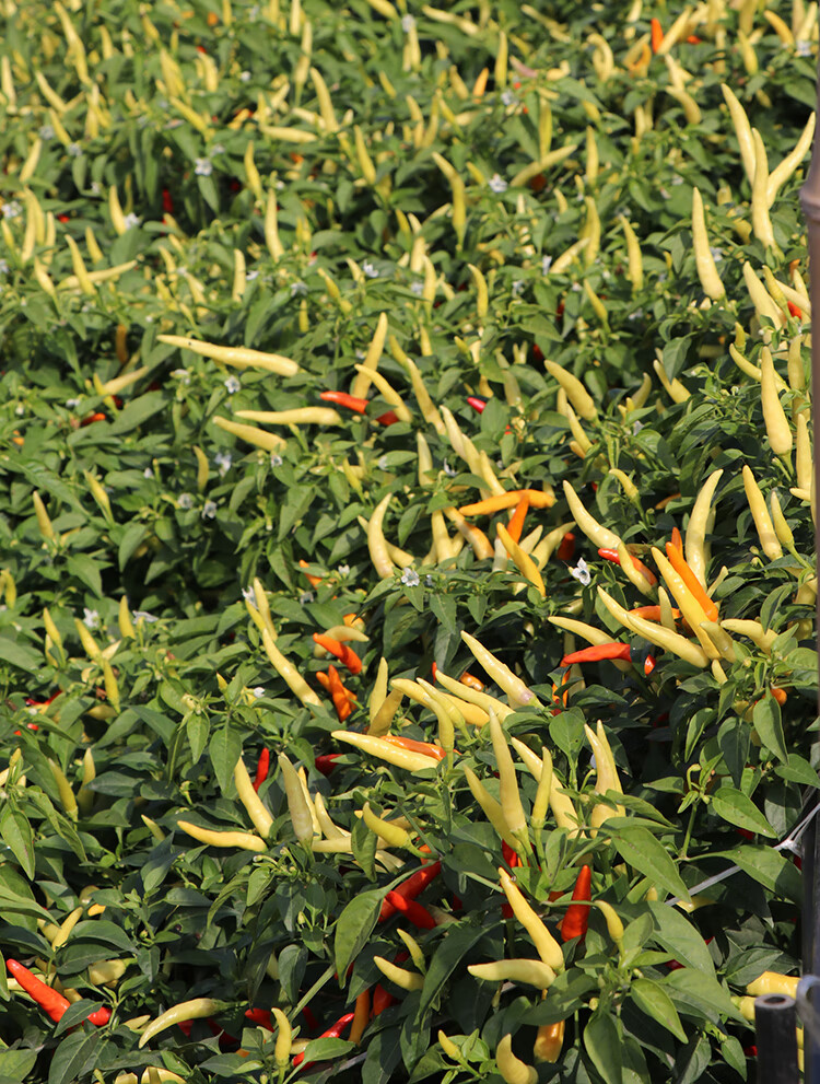 小米椒种籽子孑苗小米辣朝天椒辣椒特辣苗子苗秧幼春阳台盆栽四季小米