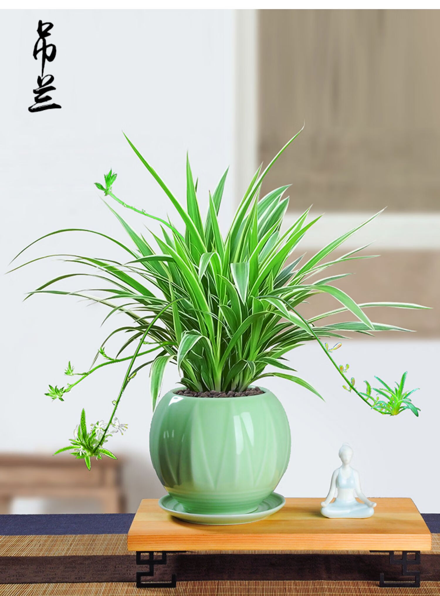 金边吊兰盆栽垂吊植物室内客厅办公室桌面小盆景四季常青好养绿植