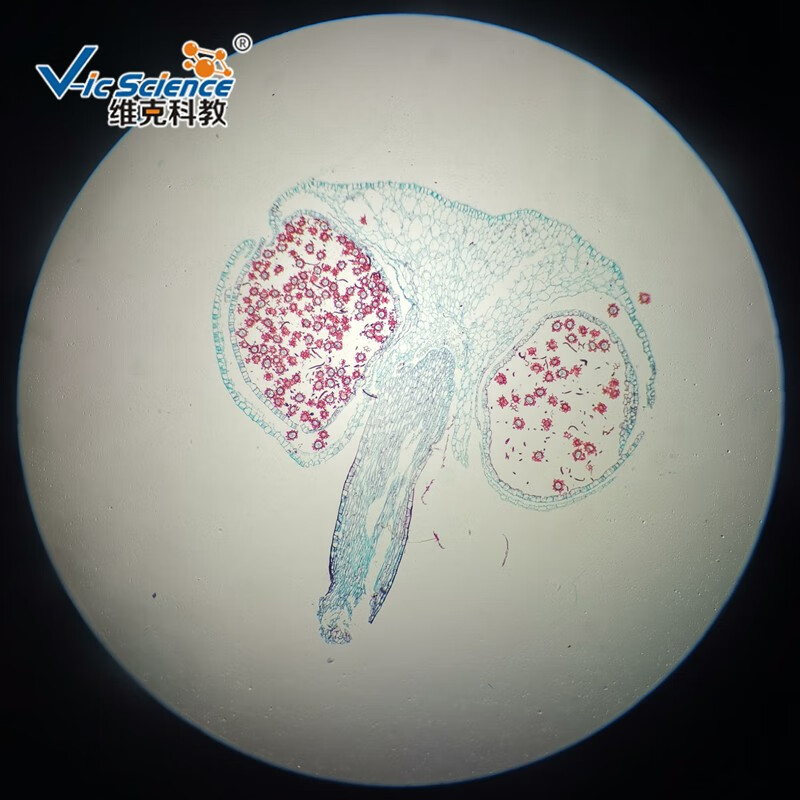 植物生物学玻片标本 显微镜使用切片 地钱孢子体纵切 10片装【图片