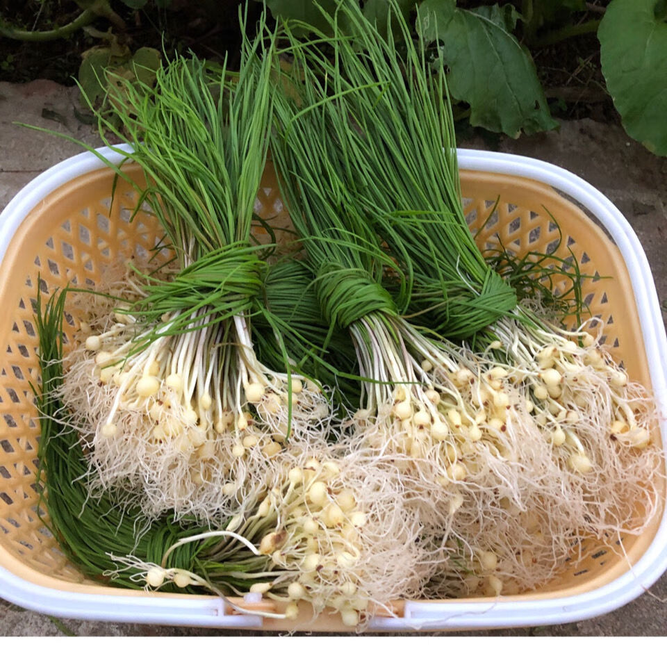 坏单包赔湖南新鲜野葱当季蔬菜小根蒜沙葱胡葱现挖500g