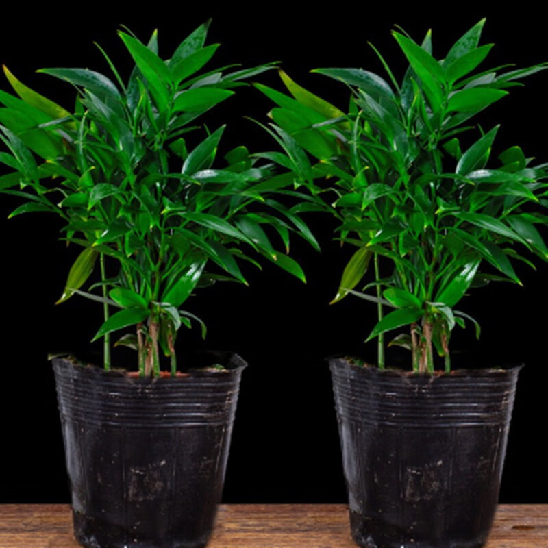驱蚊竹柏植物清香客厅卧室室内桌面四季常青木本树杀菌除臭驱蚊草竹柏