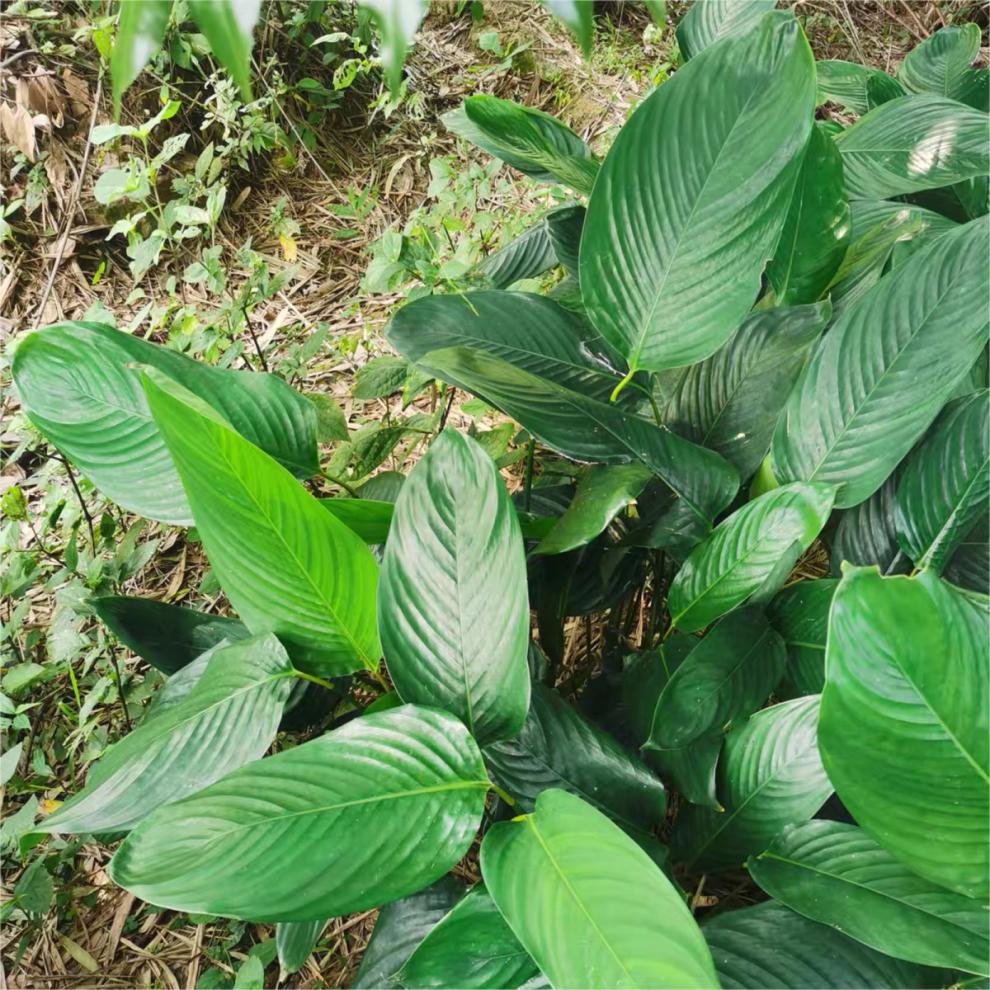 广西大粽子叶野生粽子叶新鲜现摘粽柊叶裹蒸粽叶送绳子绿色50张粽绳