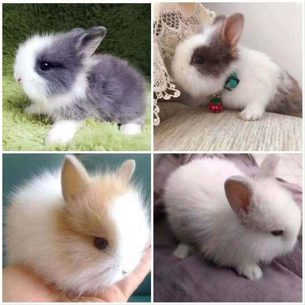 荣郁荣郁小兔子活体兔小型宠物兔 凤眼侏儒兔 只