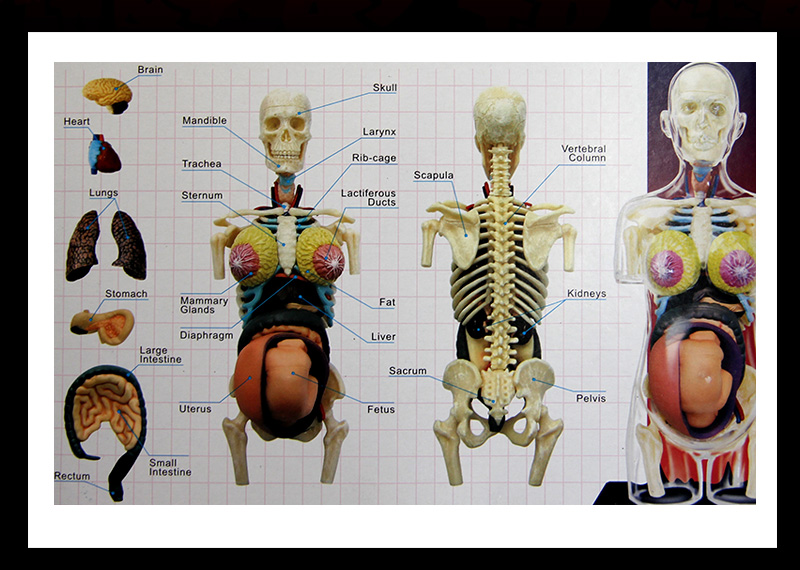 医学人体模型4dmaster透明半身人体孕妇内脏器官解剖拼装模型医院教学