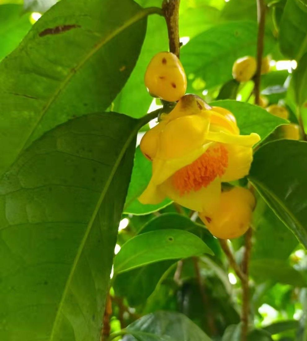 2022新货广西金花茶防城港金花茶防普冻干花茶干花 50克瓶装【图片