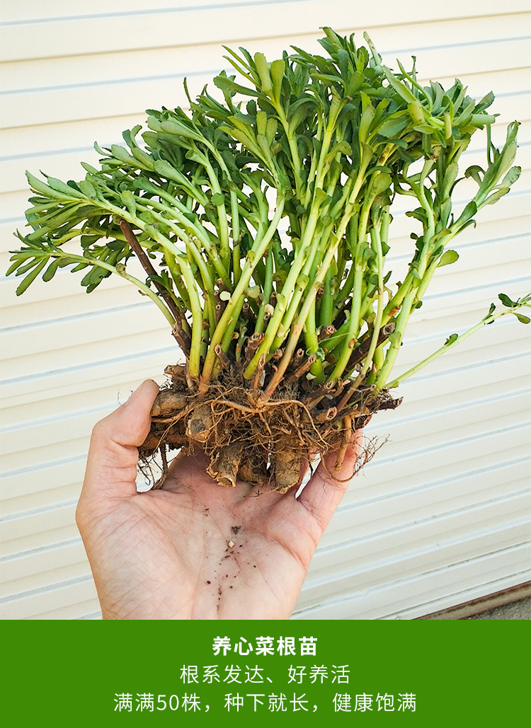 園藝養心菜苗陽臺盆栽根苗子植物盆栽苗養心菜根苗200株