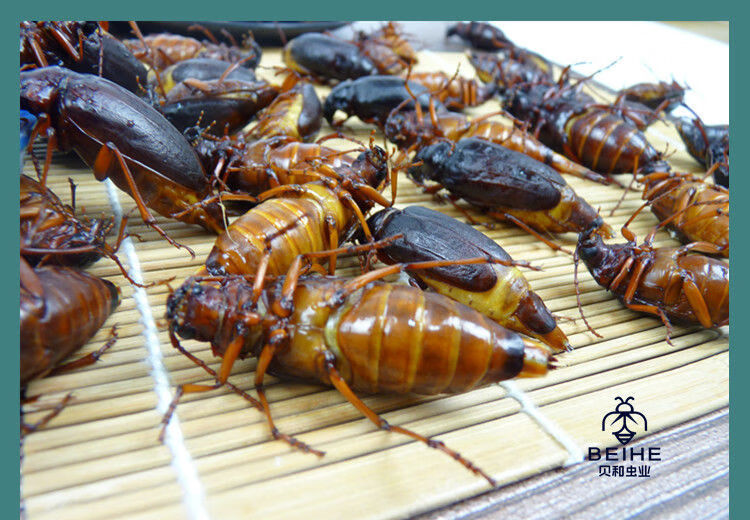 有仁堂沂蒙特产山山牛山水牛食用昆虫山虫牛公母水牛子生鲜冷冻运输