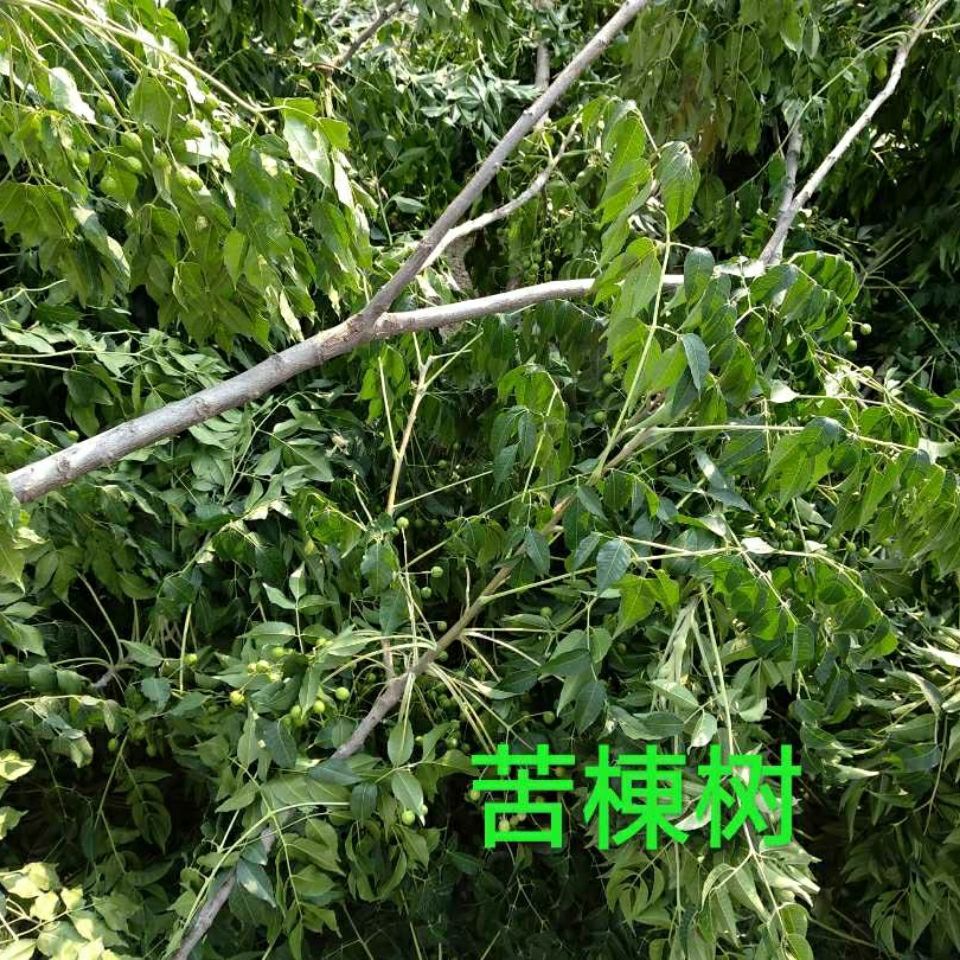 伟博楝叶中药材苦楝叶苦楝树叶苦楝皮苦楝子叶500克新鲜干货 500克