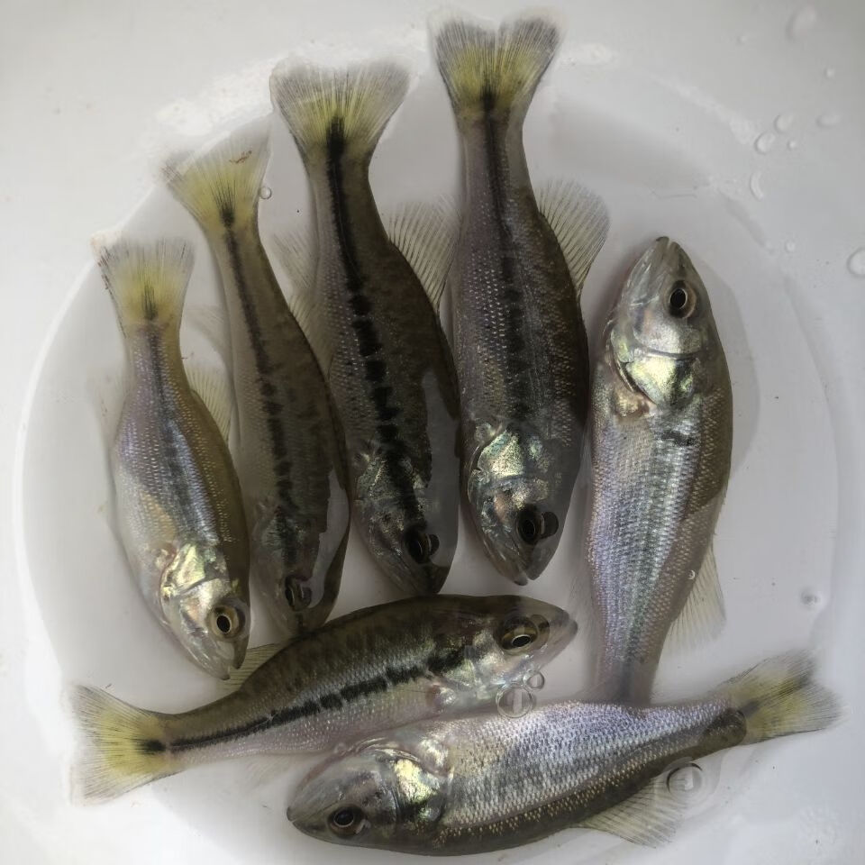 攀鲈鱼过山鲫梅花龟壳家养鱼淡水鱼观赏鱼耐活中型加州鲈鱼苗养殖 15