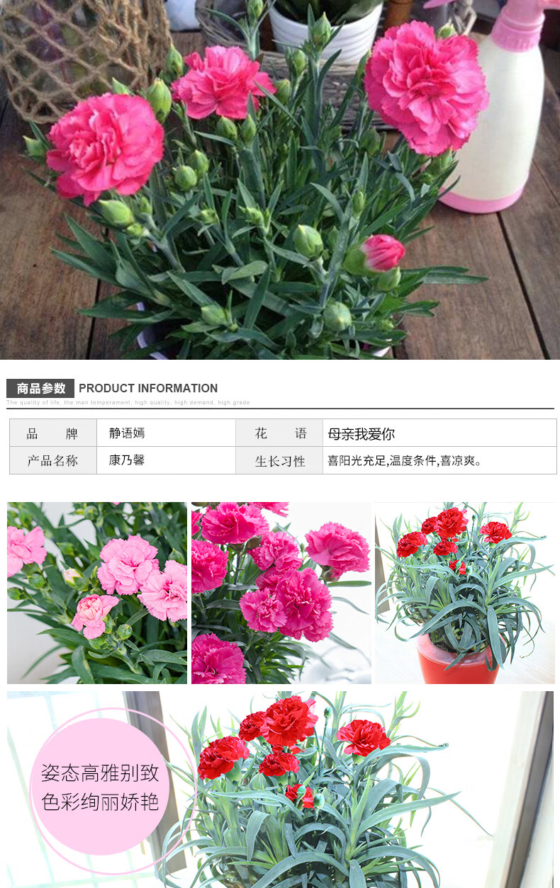 康乃馨盆栽带花苞花苗大花室内客厅观花小植物四季开花绿植花卉康乃馨