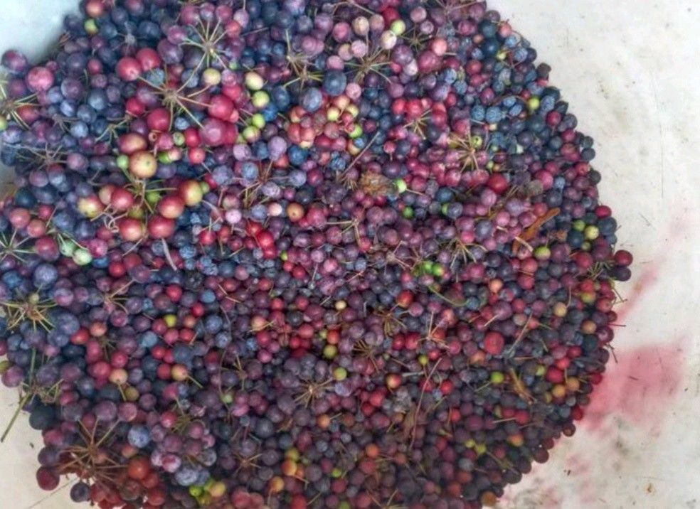 土茯苓种子 新采土茯苓种子 茯苓树籽红土苓冷饭团50g 红肉土茯苓250g