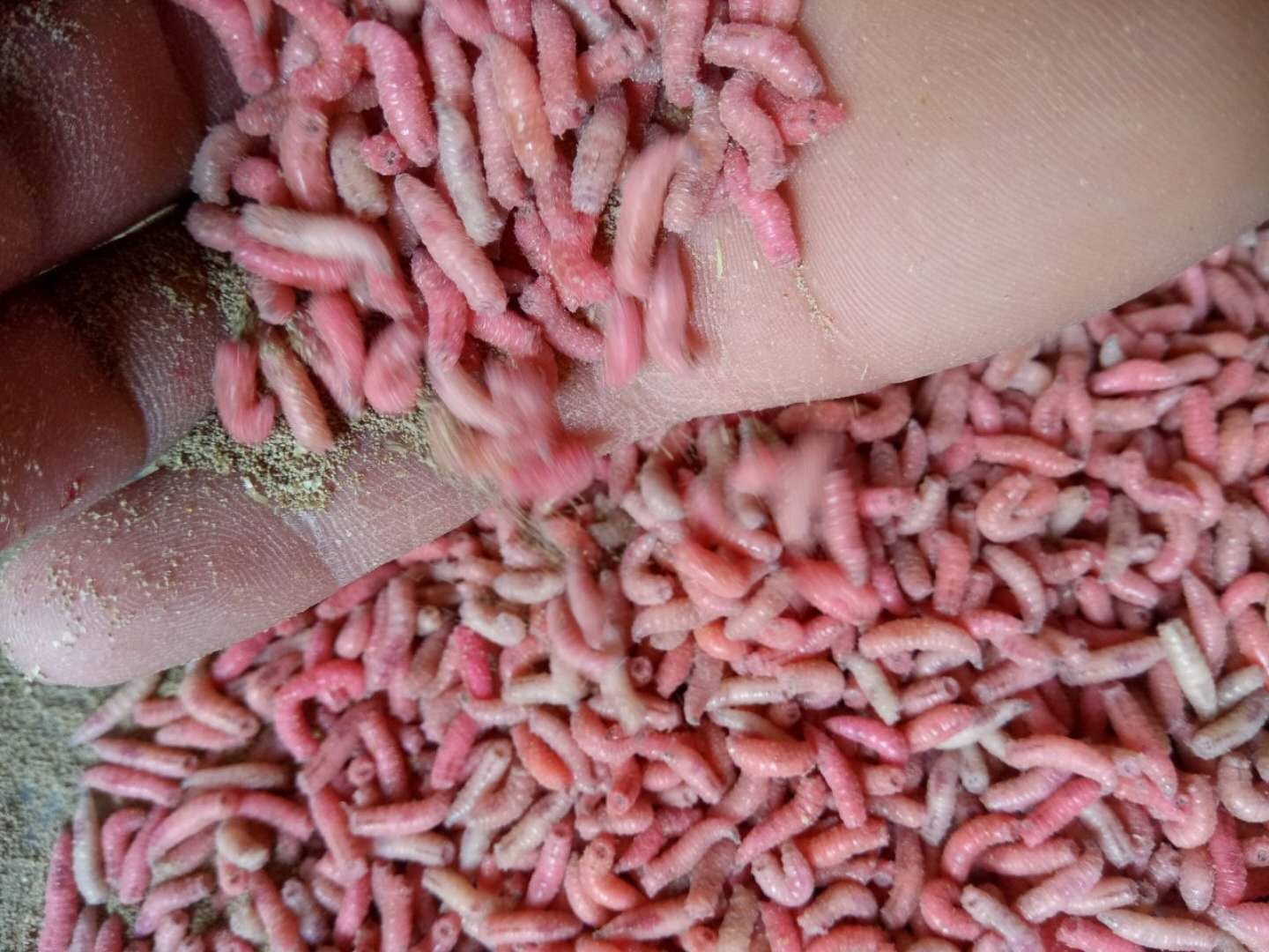 钓鱼活体蛆虫活蛆肉蛆大蛆红色蛆牙子活虫瓶装活饵渔具店货源鱼饵