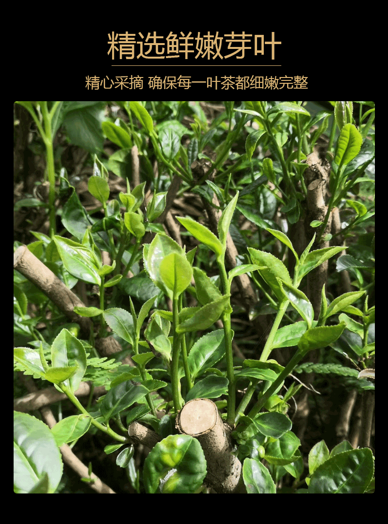 2022年新茶马边高山茶毛峰绿茶茶叶竹叶茶四川雨前春茶生态茶芽茶云雾