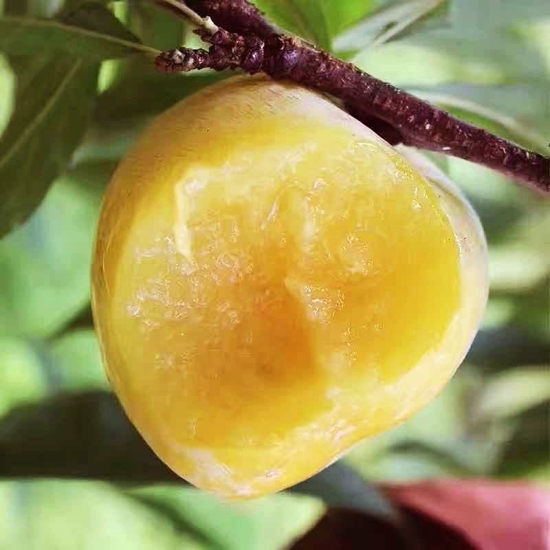 楠致黄金奈李子树苗广东黄布林李子苗树黄蜜李离核南北方种植当年结果