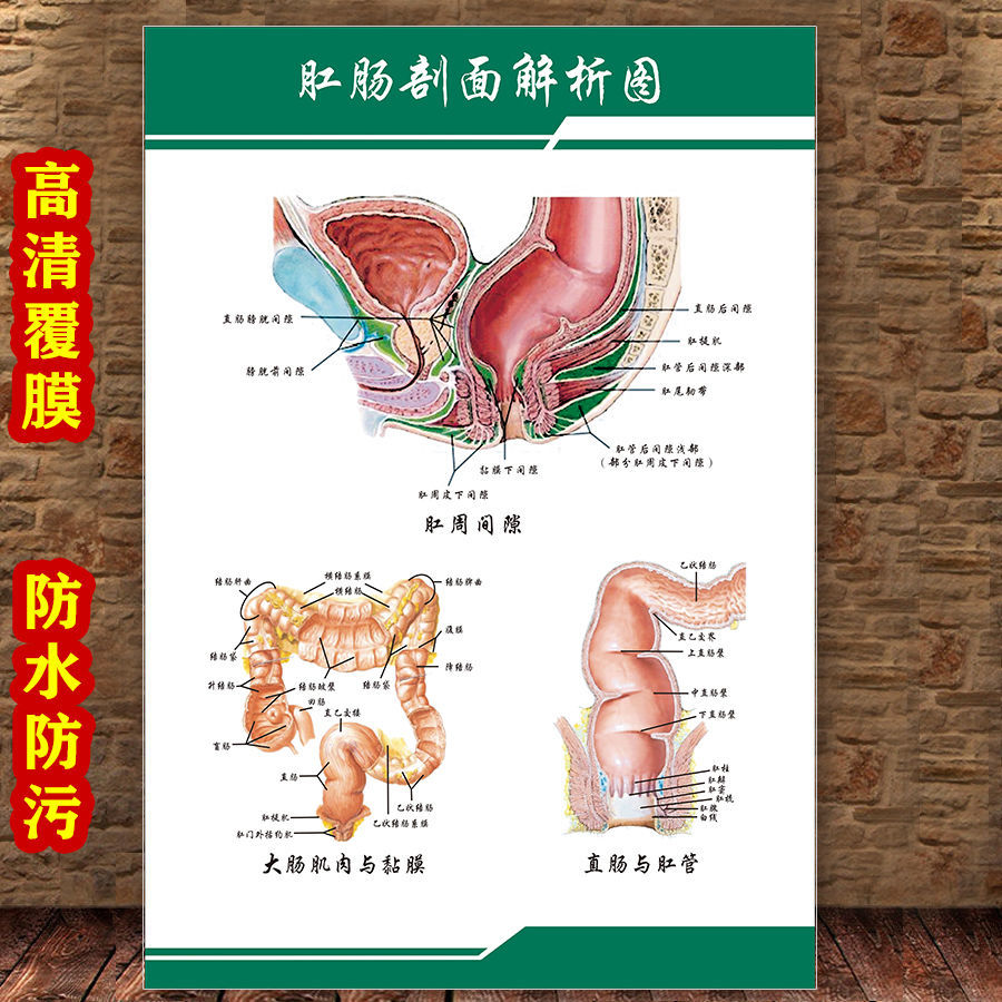 女性生殖图人体内脏解剖系统示意图医学宣传挂图人体结构海报梦倾城