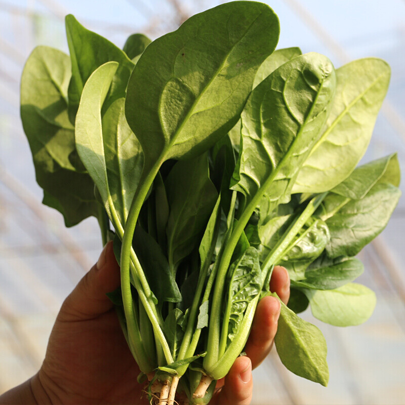 预售新鲜菠菜 农家肥种植 现摘发货 新鲜蔬菜菠菜 2斤装【图片 价格