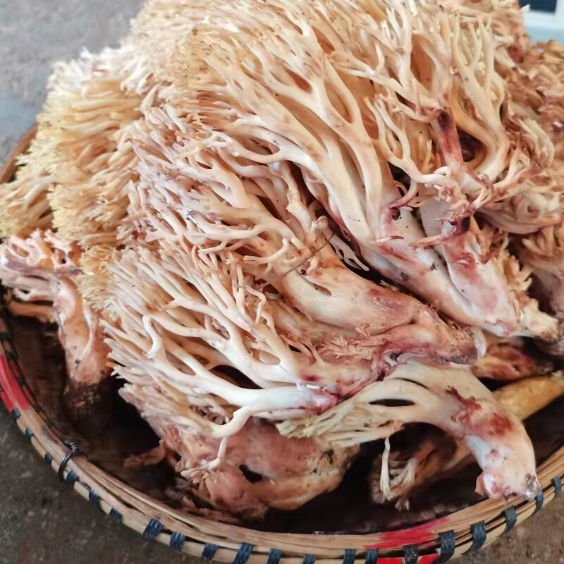 贝娇芬 云南特产蘑菇鸡枞新鲜野生皮条菌皮挑菌铁脚菌老人头钉子菌