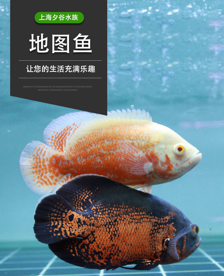 黑地圖白地圖魚豬仔魚花豬魚中大型淡水魚熱帶魚寵物魚觀賞魚活體中