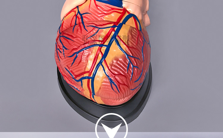 心脏模型 解剖放大血管动静脉人体器官结构造模具教学医科学教具 307