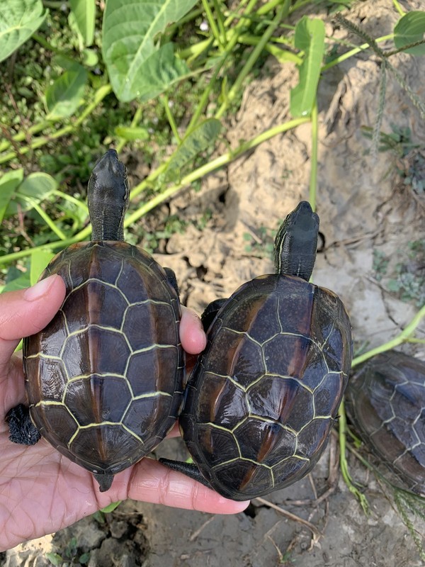 寵物活物中華本地大草龜金線龜鎮宅風水土龜長壽水族烏龜活體 母龜11