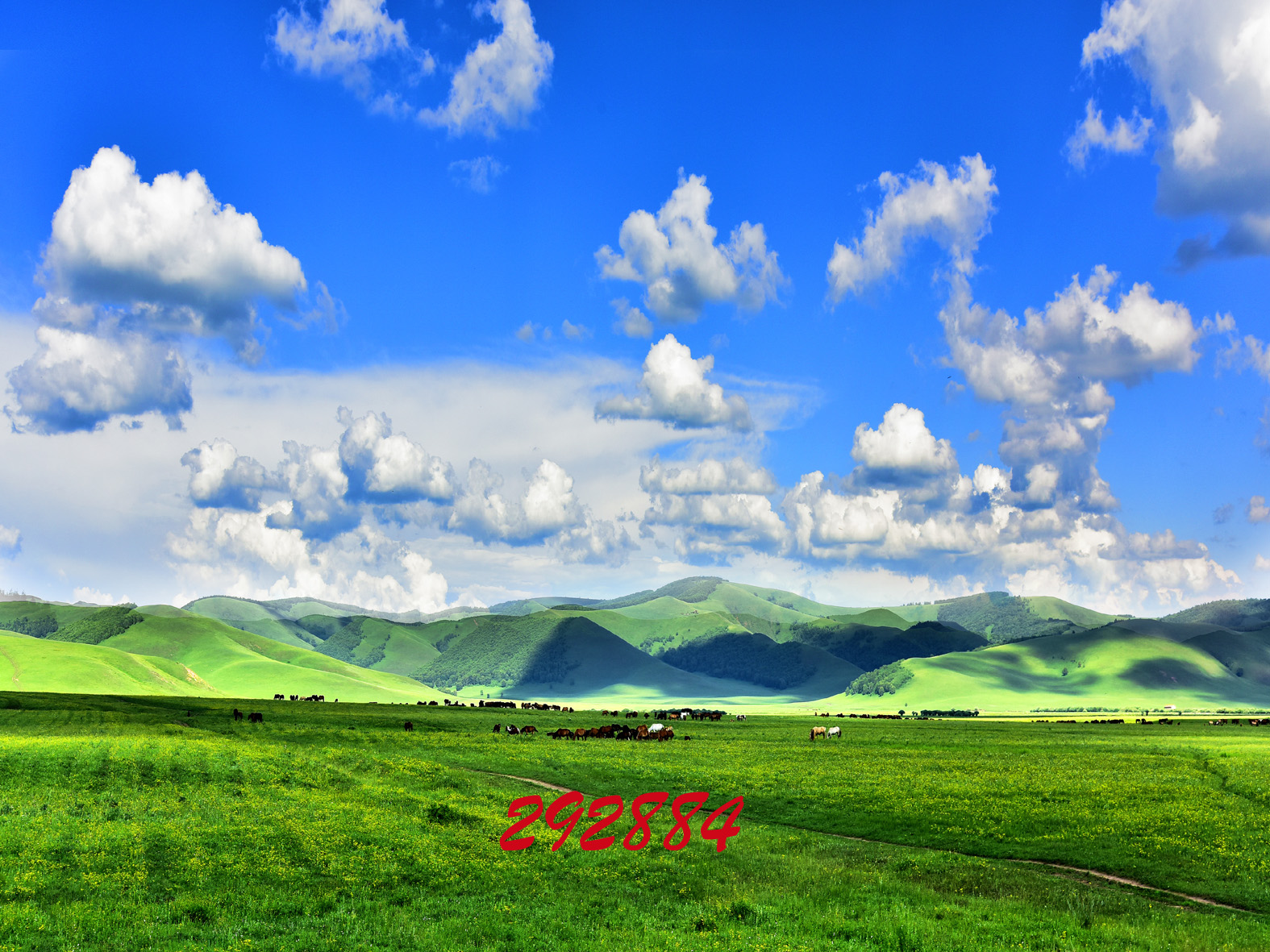 网红直播背景布3d背景布服装拍摄风景仿真背景布蒙古包大草原红色宽2