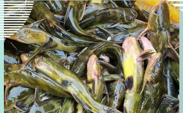 黄辣丁新鲜黄颡鱼现杀鲜活昂刺鱼嘎咕鱼黄骨鱼淡水鱼生鲜 蕾拉古蒂