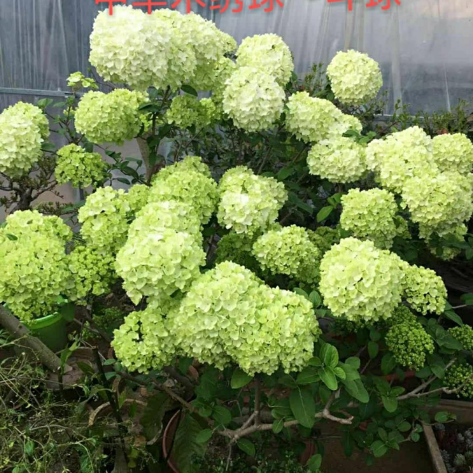 耐寒耐热大花斗球~中华木绣球 30-40厘米 按高度卖