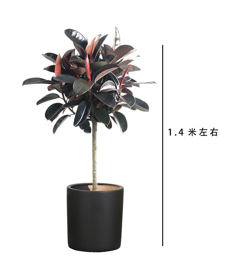 同城配送橡皮树大型盆栽黑金刚客厅阳台办公室内外植物大绿植老桩观叶