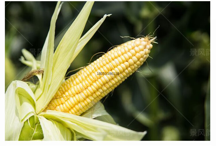 春播玉米种子香甜加糯玉米种黑糯4号黑糯6号红糯玉米红玛瑙品糯28 黑