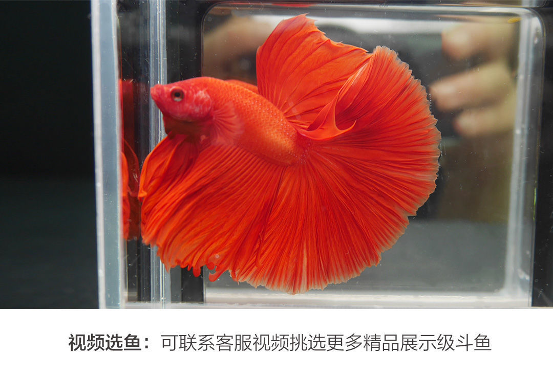 泰国斗鱼缸组合排缸多格一体式桌面创意家居懒人生态缸不含鱼套装送