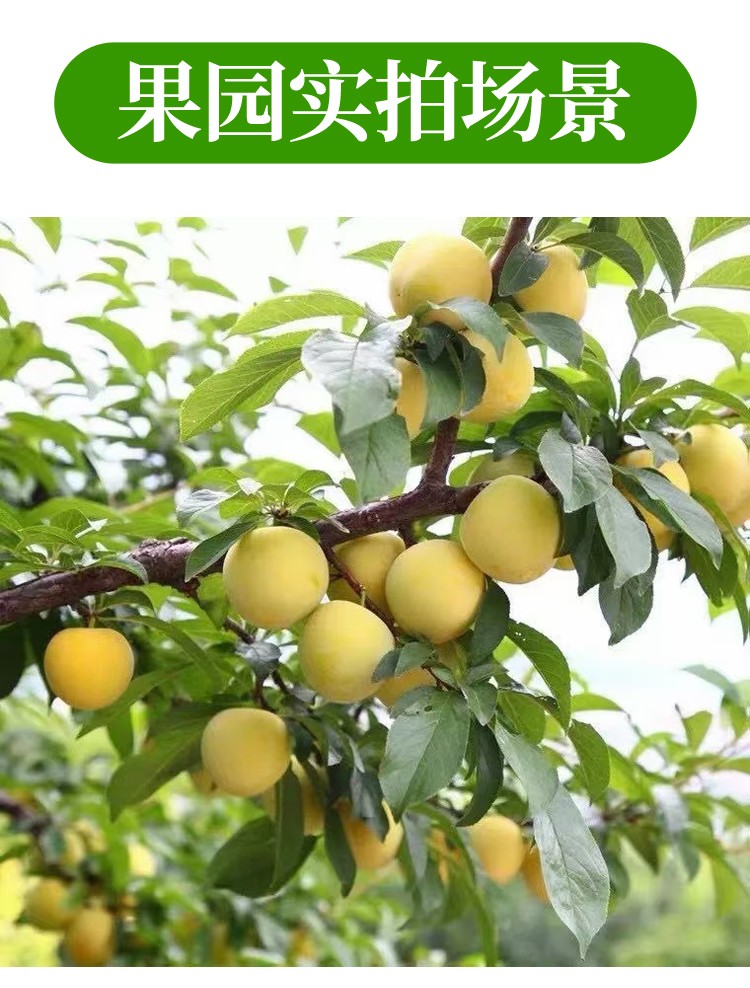 蜂糖李新鲜特大青脆李脱骨李四川土李子应季水果孕妇水果 5斤优选装