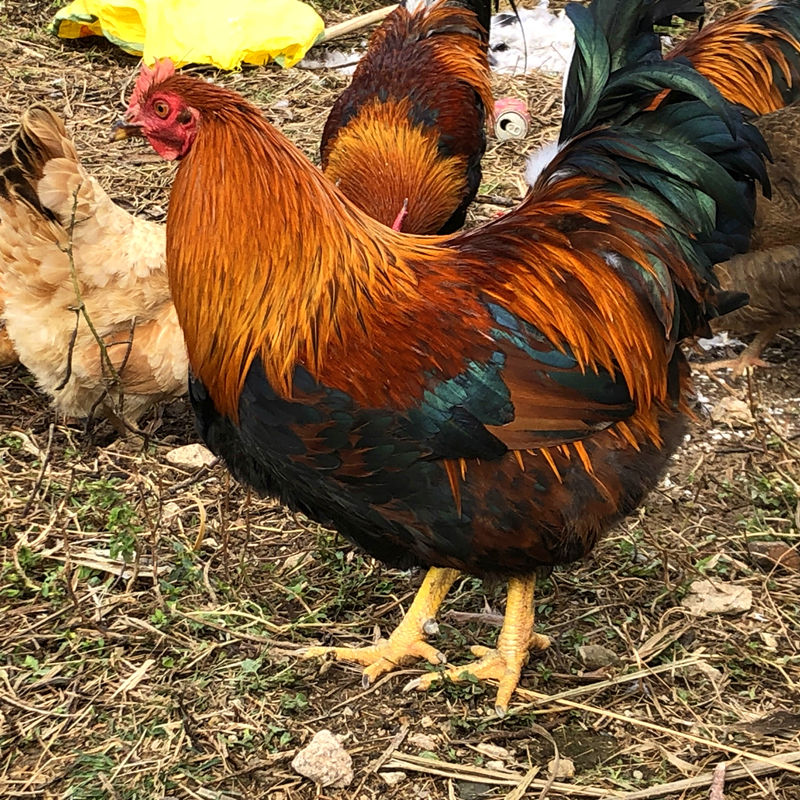 新鲜现杀正宗农家散养走地土鸡大阉鸡扇线鸡三黄老母鸡清远麻鸡项下单