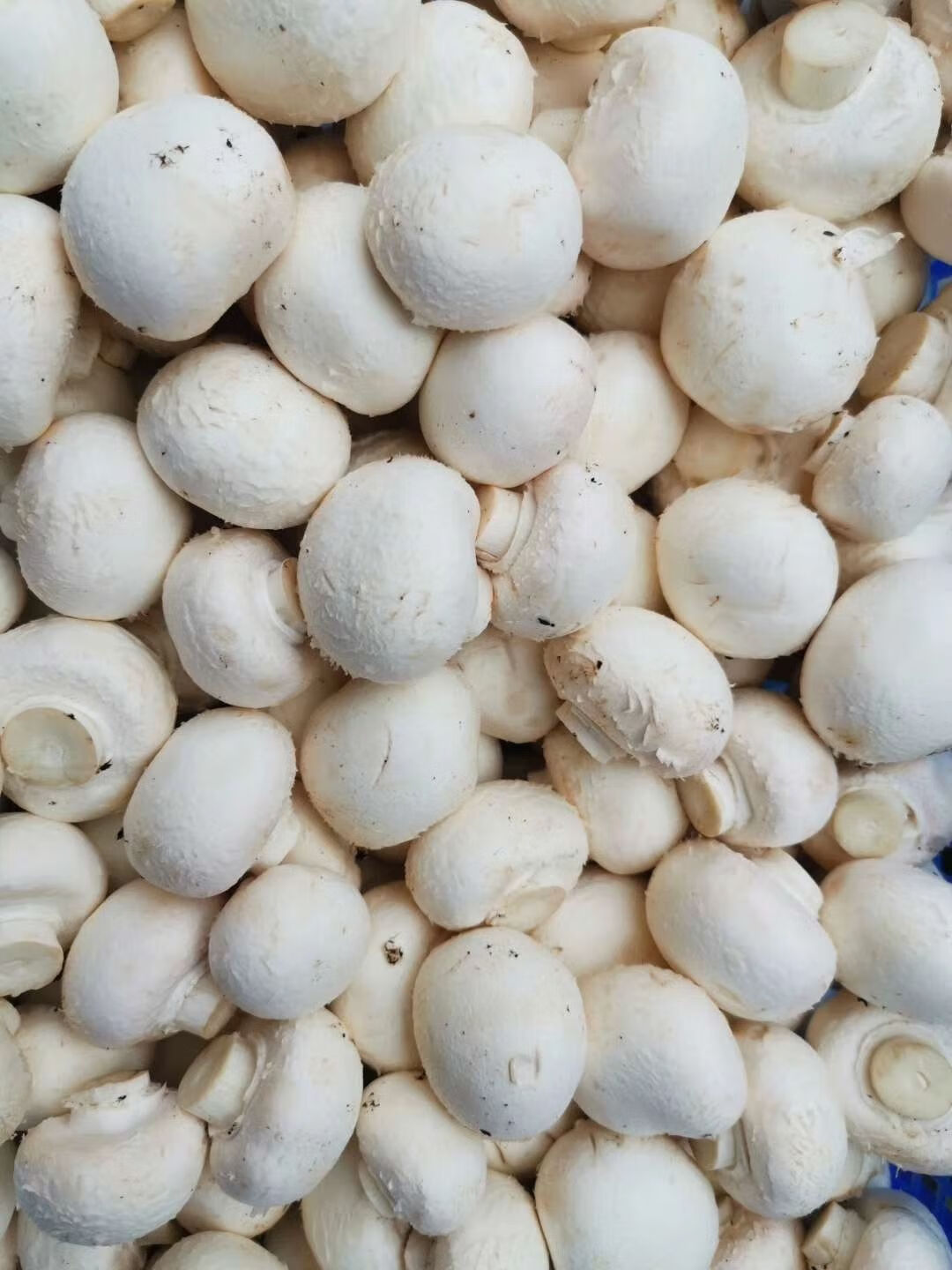 【精选果蔬】【现摘新鲜蘑菇新鲜菌菇类】蘑菇口蘑双孢菇新鲜蔬菜白