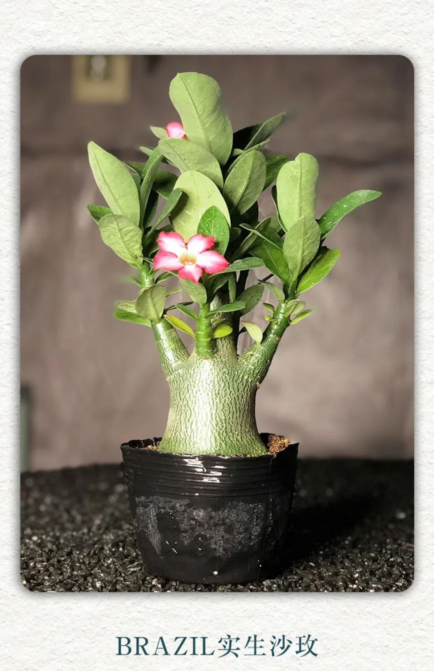 沙漠玫瑰天宝花盆栽5年老桩四季开花好养室内阳台花卉绿植盆景多肉hxm