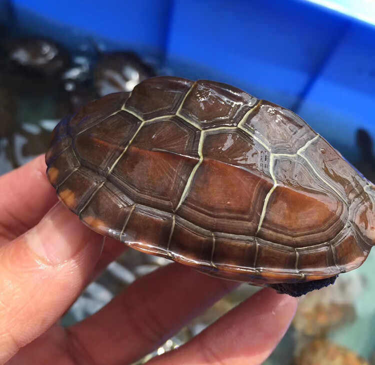 长寿龟能活多久