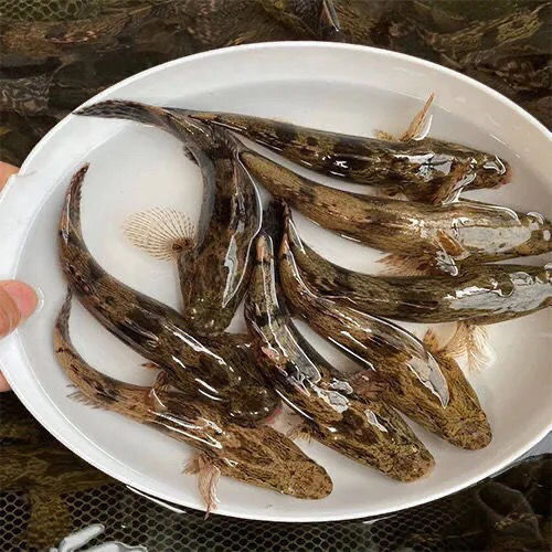 優質筍殼水花魚苗 淡水養殖魚苗尖塘鱧魚苗沙塘鱧魚苗 快大 筍殼水花