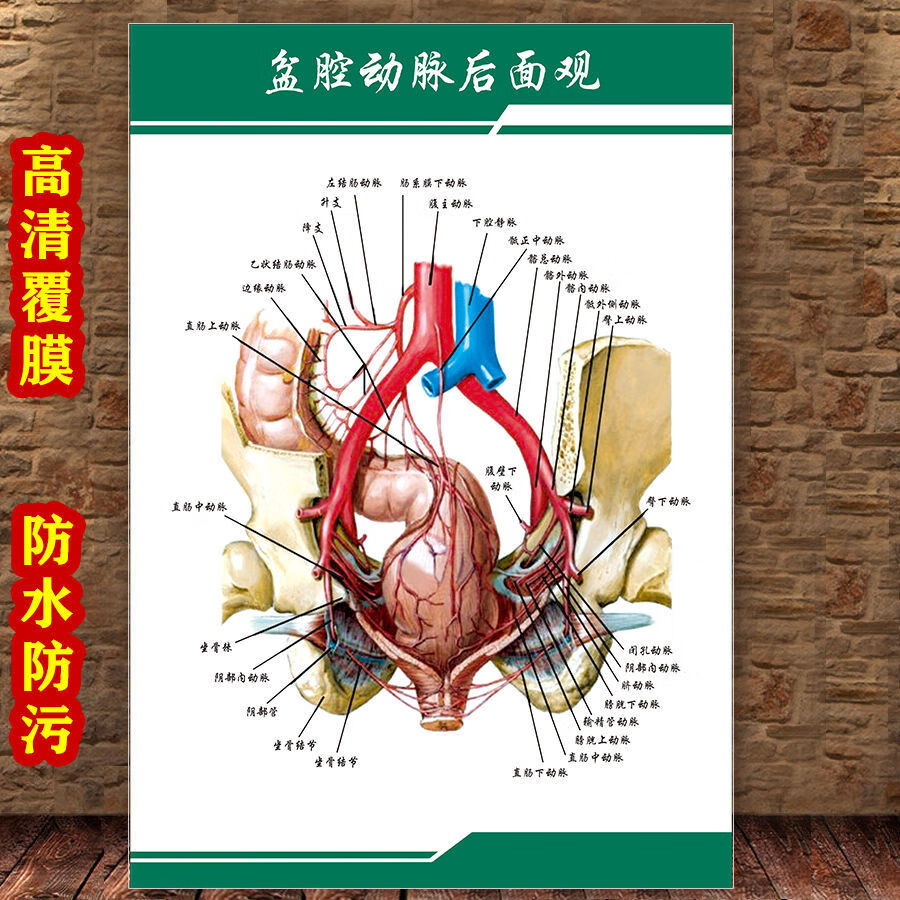 女性生殖圖人體內臟解剖系統示意圖醫學宣傳掛圖人體結構海報夢傾城yt