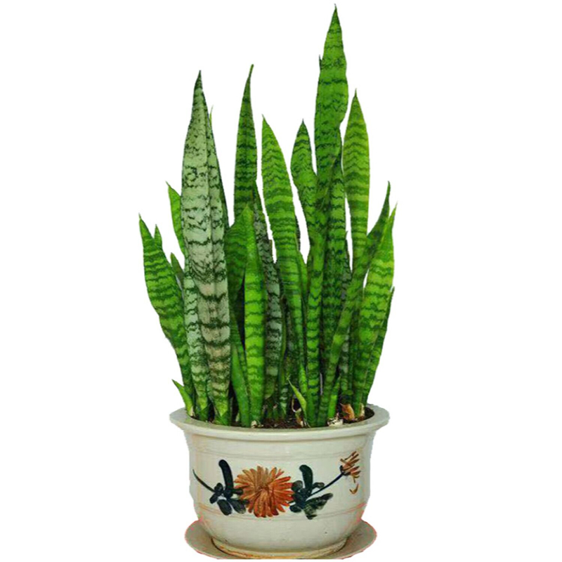 适用于hqc碧湘银脉绿色稀有虎皮兰盆栽花卉室内庭院多肉植物虎尾兰 3