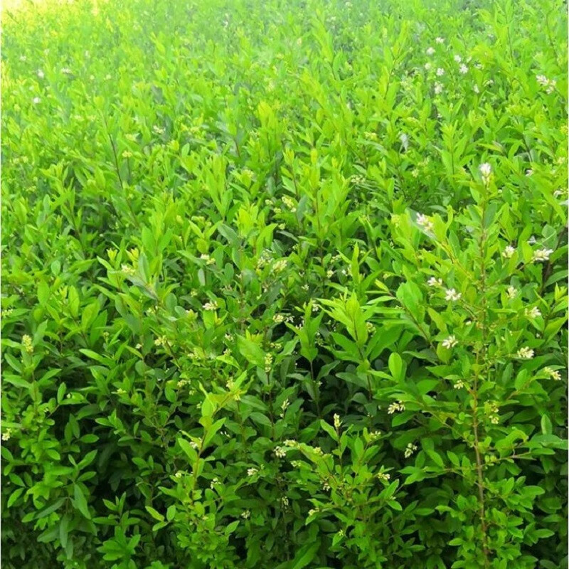 水蜡树苗水蜡球苗绿化工程树苗水蜡盆景苗四季常青耐寒水蜡苗6080厘米