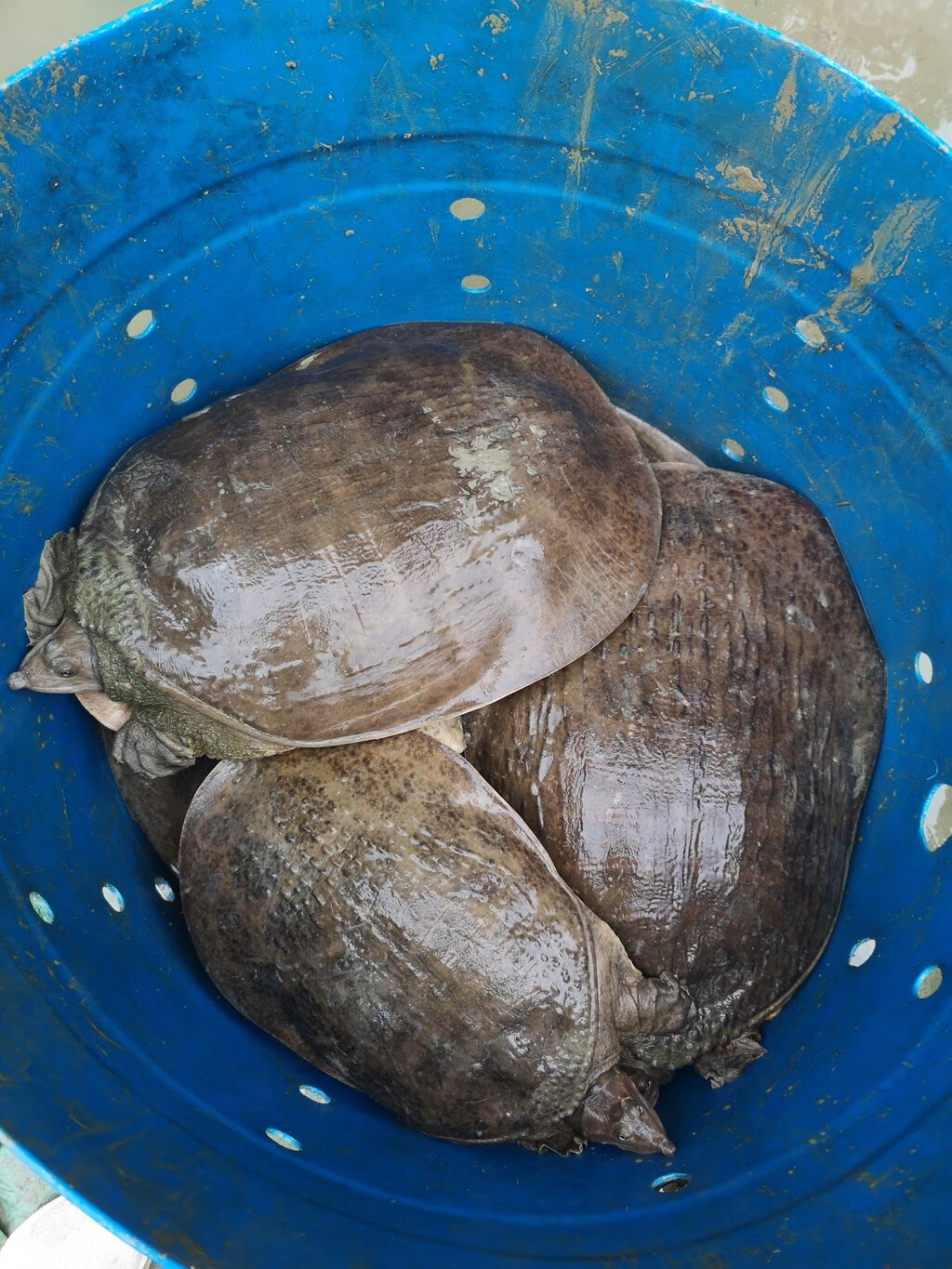 珍珠鳖大甲鱼外塘10斤食用巨型特大活体活物鲜活生态甲鱼食材 5斤一只