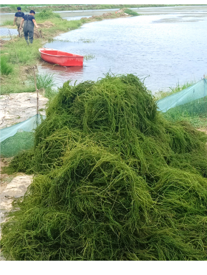 伊乐藻龙虾螃蟹养殖专用抗低温水草鱼造景增氧净化水质吃不败 伊乐藻
