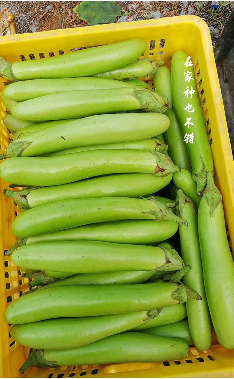 农之子青茄子种子绿茄子秧苗绿长茄种子200粒简装
