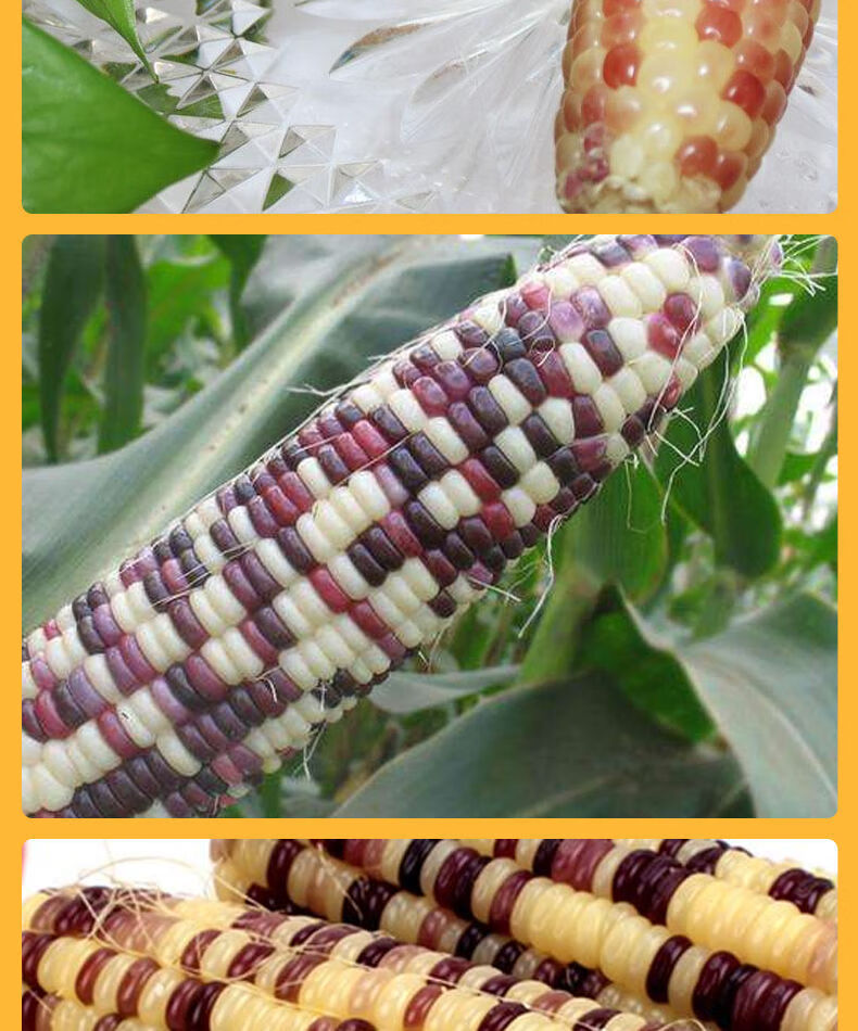 贵妃鲜苏北花糯玉米彩色紫色新鲜现摘农家甜糯玉米生水果玉米棒带皮 5