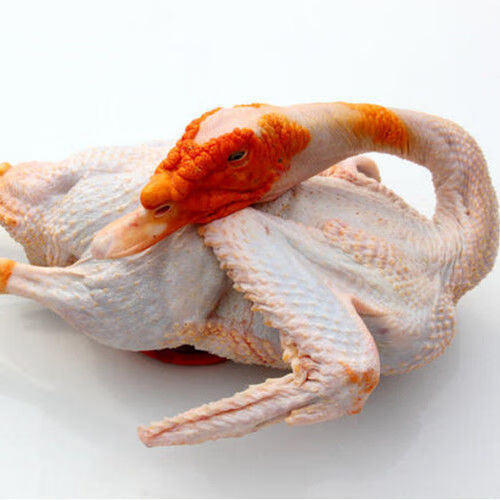 农家散养番鸭红头鸭西洋鸭鸳鸯新鲜活体现杀现发生鲜整只鸭肉藤鸭杀好