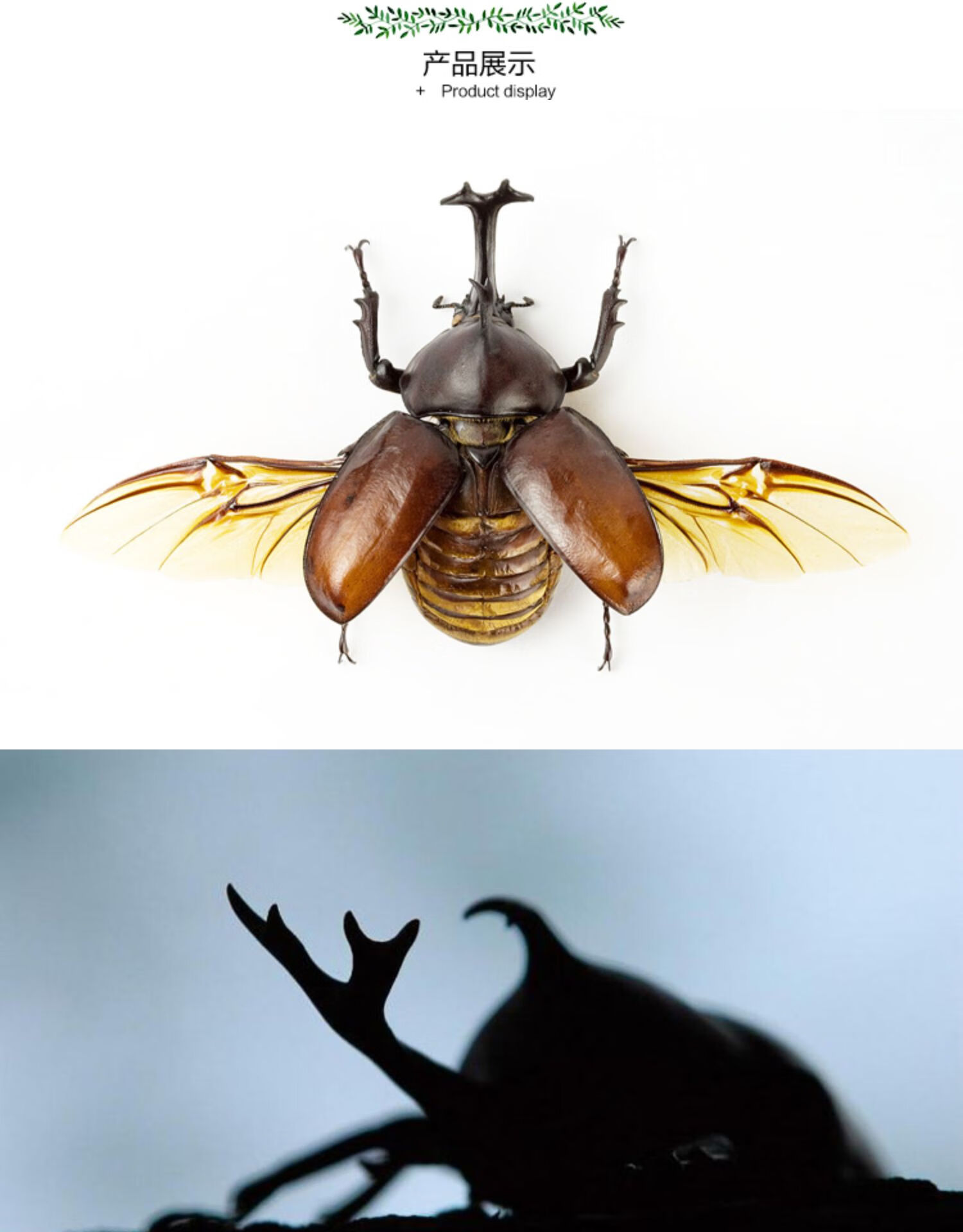 独角仙宠物甲虫幼虫活物爬虫巨型超大个体一公一母活体送新手套餐