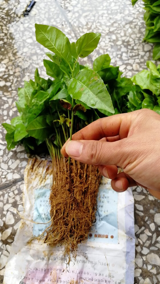 花姬广西黄皮芽苗黄皮果幼苗一年黄皮小苗黄皮实生砧木嫁接用黄皮树苗